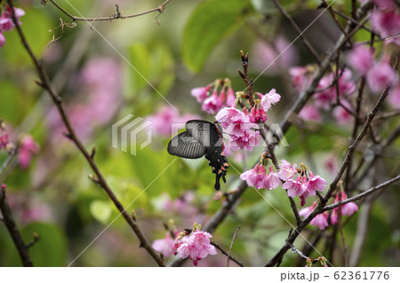 ジャコウアゲハ 62361776