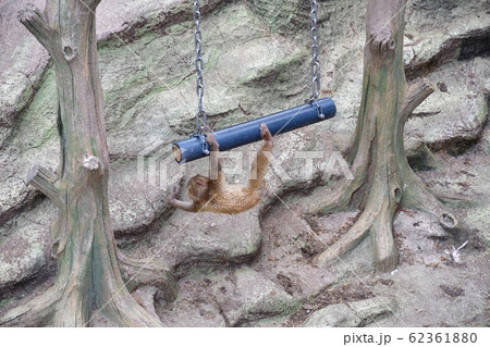 ニホンザル（イメージ） 62361880