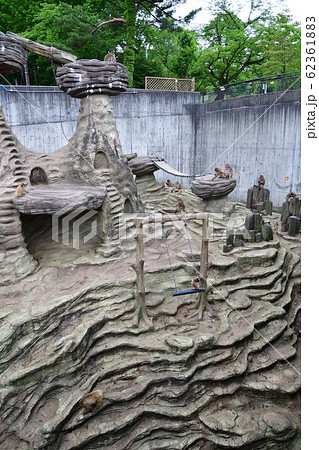 ニホンザル（イメージ） 62361883