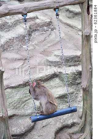 ニホンザル（イメージ） 62361884