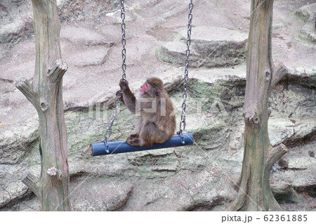 ニホンザル（イメージ） 62361885
