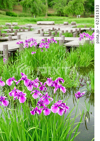 悠久山公園のアヤメ（新潟県） 62361933