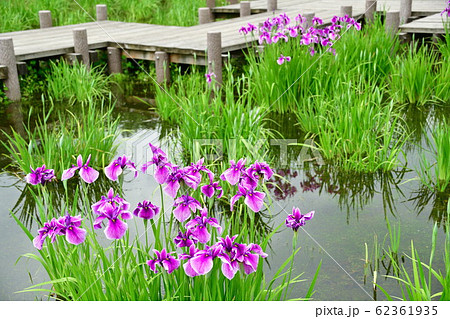悠久山公園のアヤメ（新潟県） 62361935
