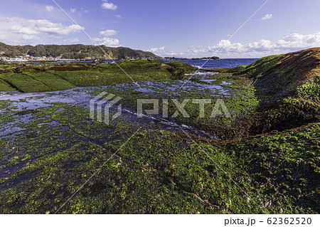 (静岡県)伊豆半島ジオパーク・恵比須島 千畳敷 アオサ (静岡県)伊豆半島ジオパーク・恵比須島 千畳敷 アオサ 62362520