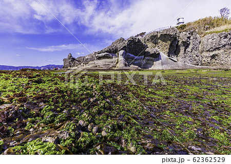 (静岡県)伊豆半島ジオパーク・恵比須島 千畳敷 アオサ (静岡県)伊豆半島ジオパーク・恵比須島 千畳敷 アオサ 62362529