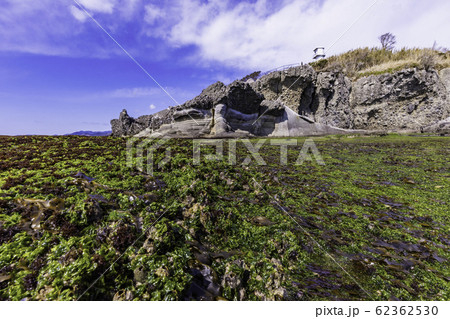 （静岡県）伊豆半島ジオパーク・恵比須島　千畳敷　アオサ 62362530