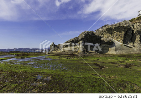 （静岡県）伊豆半島ジオパーク・恵比須島　千畳敷　アオサ 62362531