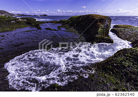 （静岡県）伊豆半島ジオパーク・恵比須島　千畳敷　アオサ 62362540