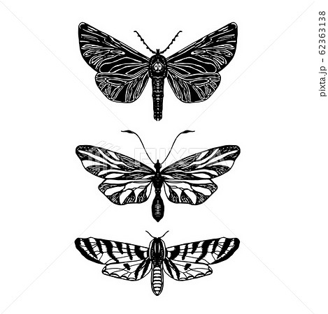 Hand drawn vector collection of butterflies Hand drawn vector collection of butterflies 62363138