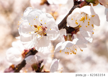 Spring blossom background. Tree in blossom. Blooming apple tree flowers on twig. Flowering branch of Spring blossom background. Tree in blossom. Blooming apple tree flowers on twig. Flowering branch of 62363354