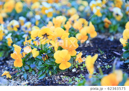 ビオラの花 62363575