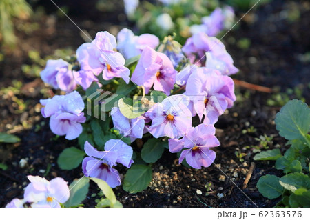 ビオラの花 ビオラの花 62363576