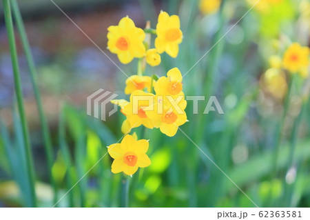 スイセンの花 タリア スイセンの花 タリア 62363581