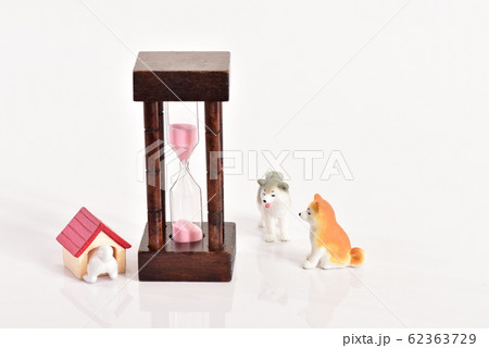 秋田犬と砂時計 62363729