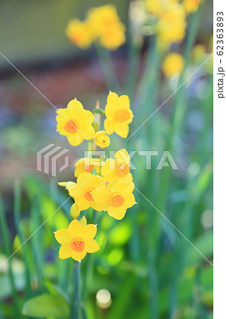 スイセンの花　タリア 62363893