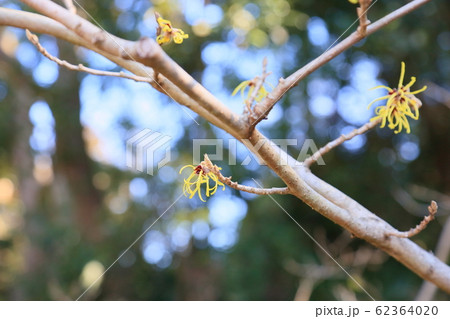 マンサクの花 62364020