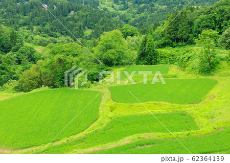 新潟十日町_蒲生の棚田 62364139