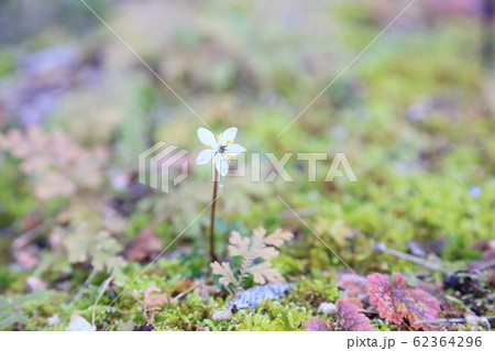 バイカオウレンの花 バイカオウレンの花 62364296