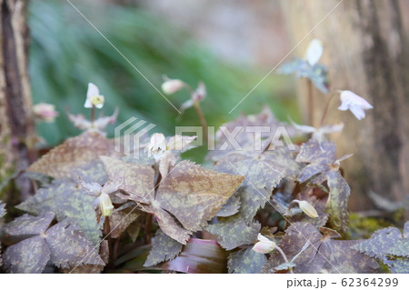 ユキワリイチゲの花 ユキワリイチゲの花 62364299