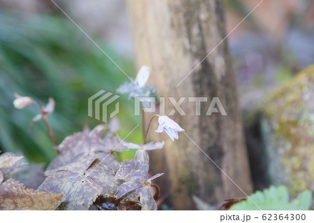 ユキワリイチゲの花 62364300
