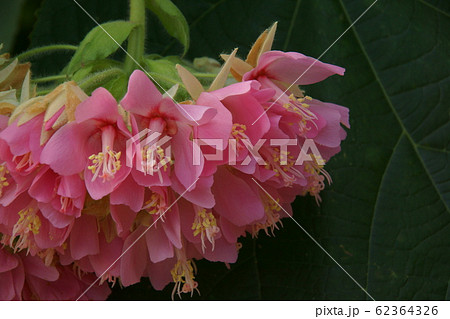 ドンベア ドンベア 62364326