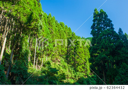 針葉樹林 針葉樹林 62364432