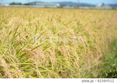 ササニシキ ササニシキ 62364512