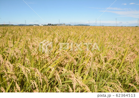 ササニシキ ササニシキ 62364513