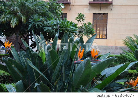 マラガの家並み マラガの家並み 62364677