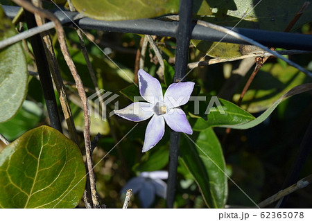 ツルニチニチソウ 62365078