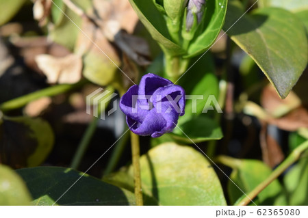 ツルニチニチソウ　つぼみ 62365080