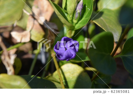 ツルニチニチソウ　つぼみ 62365081