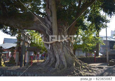 川尻八幡神社　ウラジロガシ 62365087
