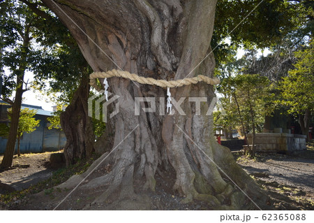 川尻八幡神社 ウラジロガシ 川尻八幡神社 ウラジロガシ 62365088