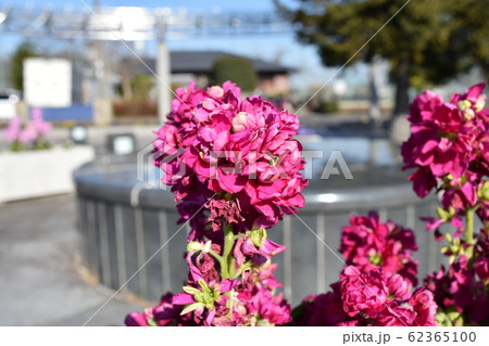 ストック ストック 62365100