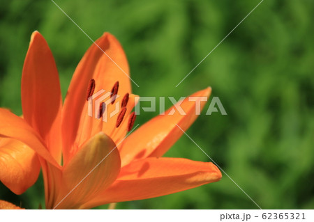 オレンジ色のユリ オレンジ色のユリ 62365321