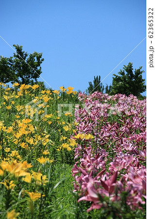 大阪舞洲ゆり園 大阪舞洲ゆり園 62365322