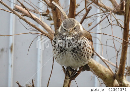 太った鳥のツグミの写真素材 [62365371] - PIXTA