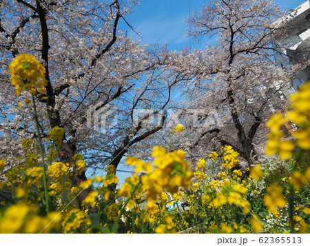 桜と菜の花(都立大学駅近く) 桜と菜の花(都立大学駅近く) 62365513