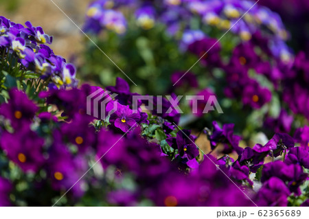 紫色に染まる庭 紫色に染まる庭 62365689