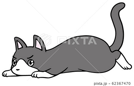 倒れた猫のイラスト ハチワレ 怒り顔のイラスト素材
