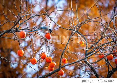 尾長 柿の木 鳥 62367607