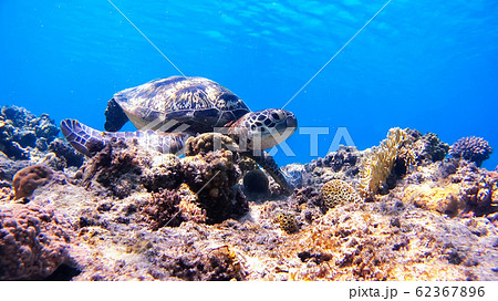 沖縄　渡嘉敷島アオウミガメの水中写真 62367896