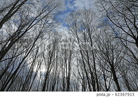 ブナの森の冬木立-癒しの森 福島県只見町 ブナの森の冬木立-癒しの森 福島県只見町 62367915