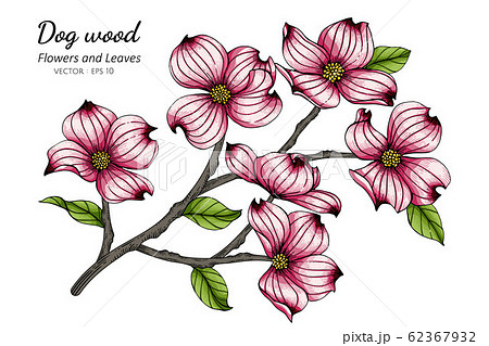Pink dogwood flower and leaf drawing illustration 62367932