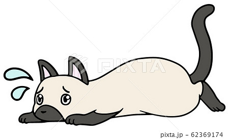 倒れた猫のイラスト(シャム)_困り顔 62369174