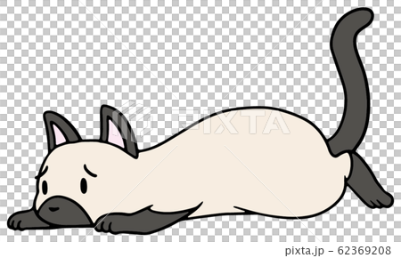 Illustration of a fallen cat (siamese) _ troubled face 62369208