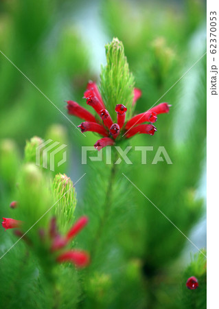 エリカ クリスマスパレードの花の写真素材