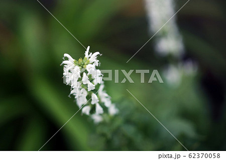 白いサルビアの花 白いサルビアの花 62370058