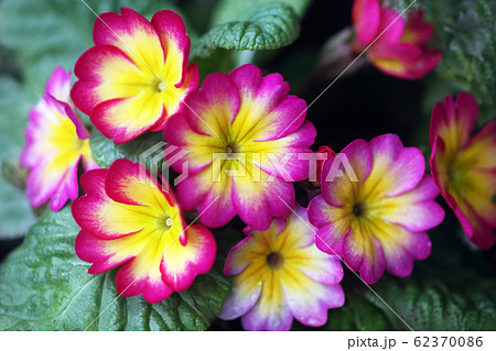 プリムラ ポリアンサの花の写真素材